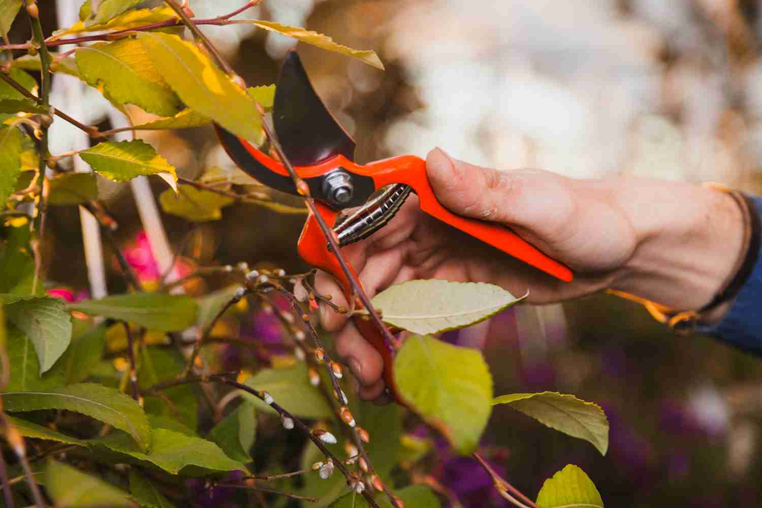 how to prune fruit trees