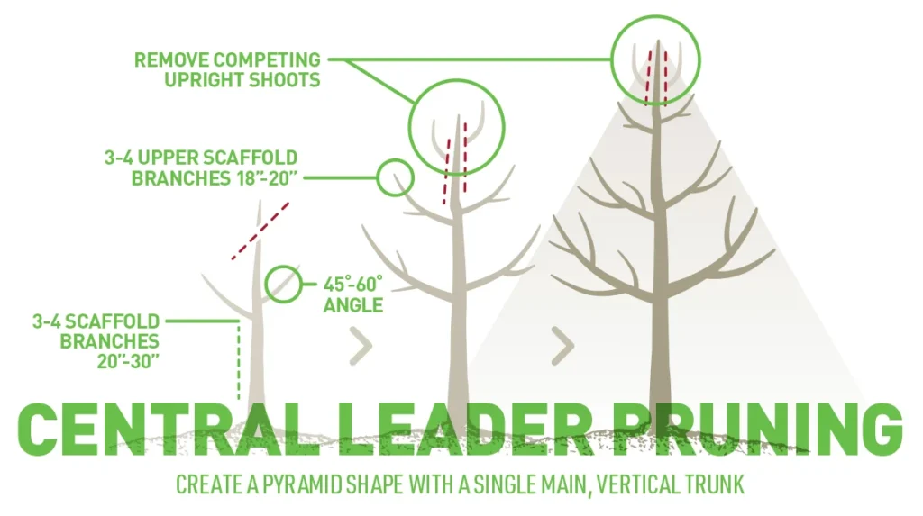 Prune Competing Central Leader Branches