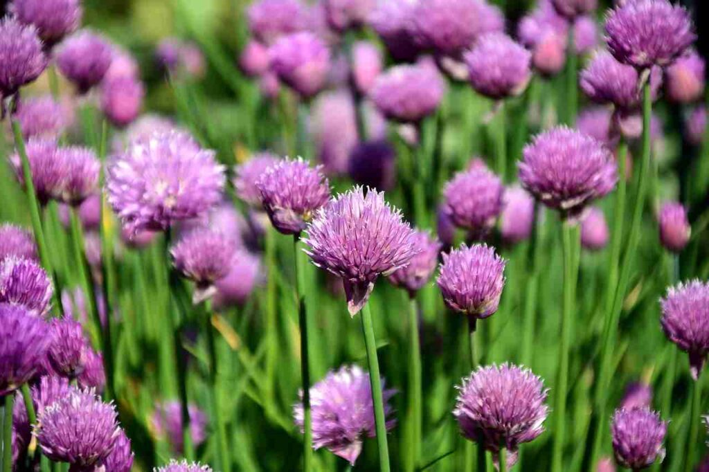 chives companion plants