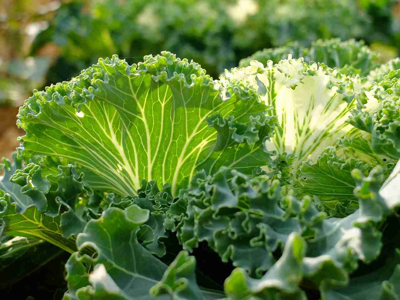 How to grow kale in container