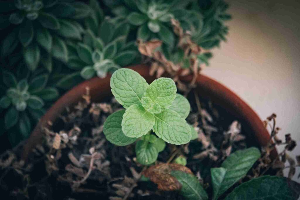 Caring for Mint in Pots