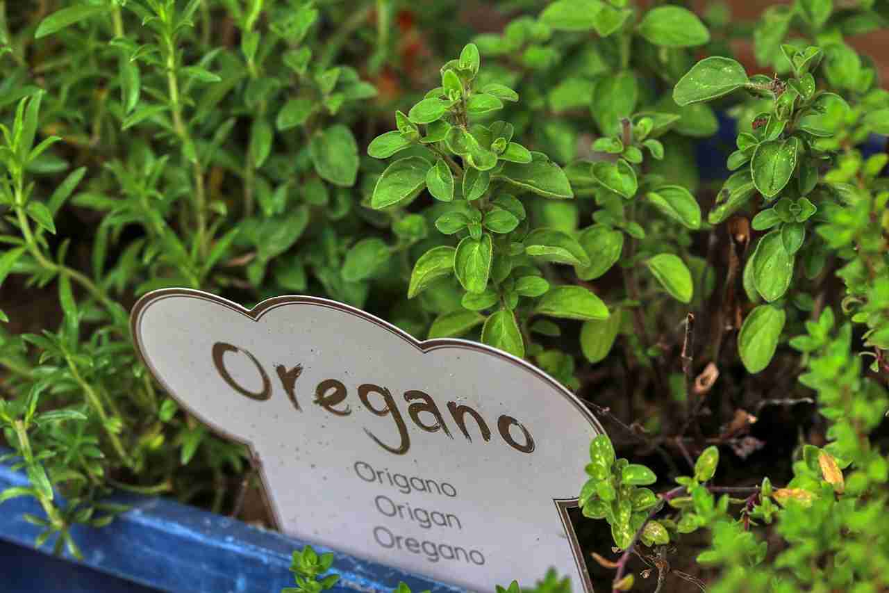 Oregano Companion Plants