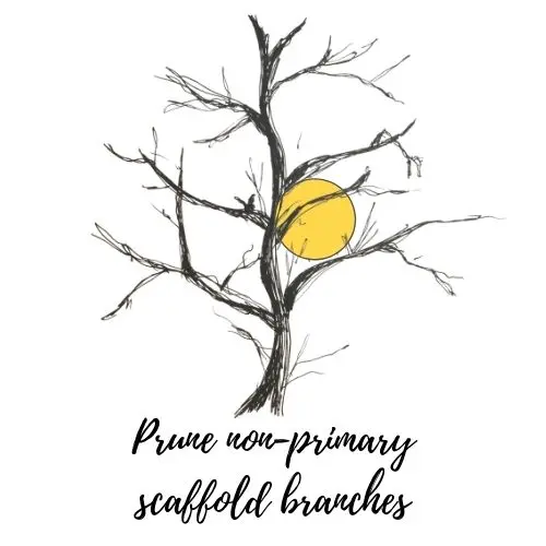 Prune Non-Primary Scaffold Branches