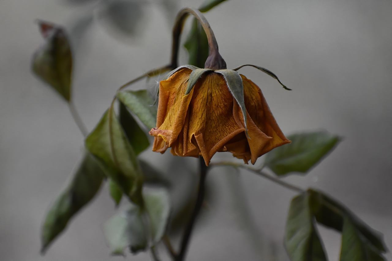 How to Store Dried Flowers