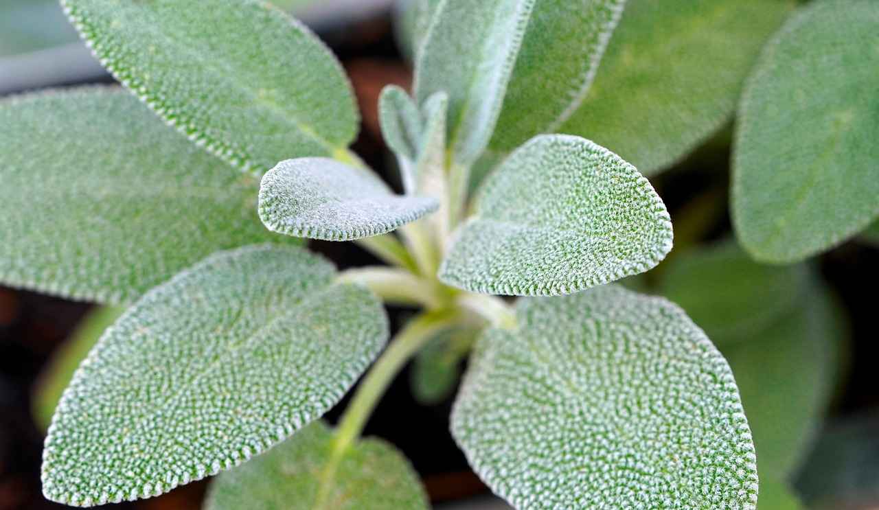 How to Harvest Sage