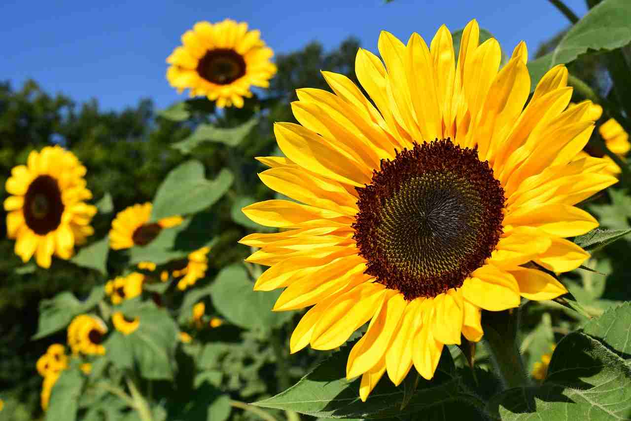 how to grow sunflowers