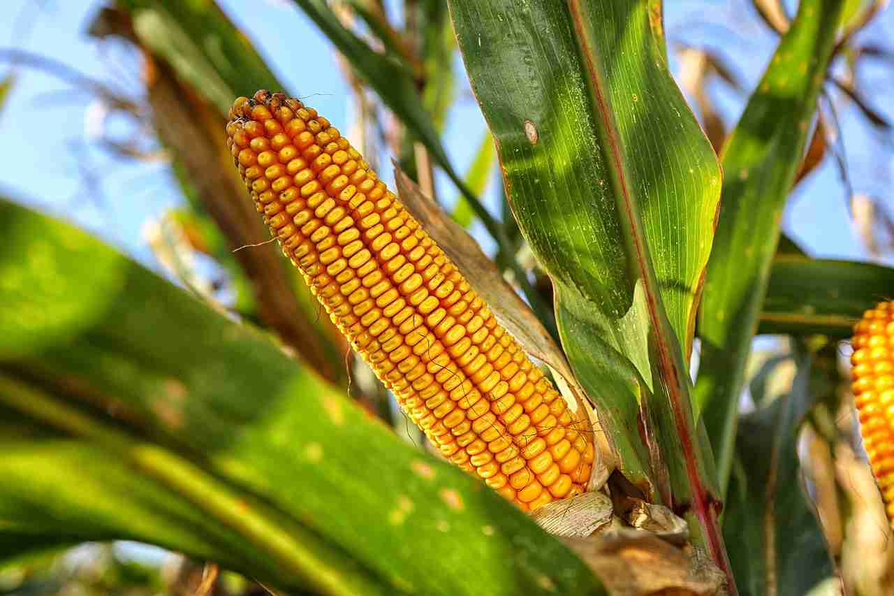 How to Grow Corn in Containers