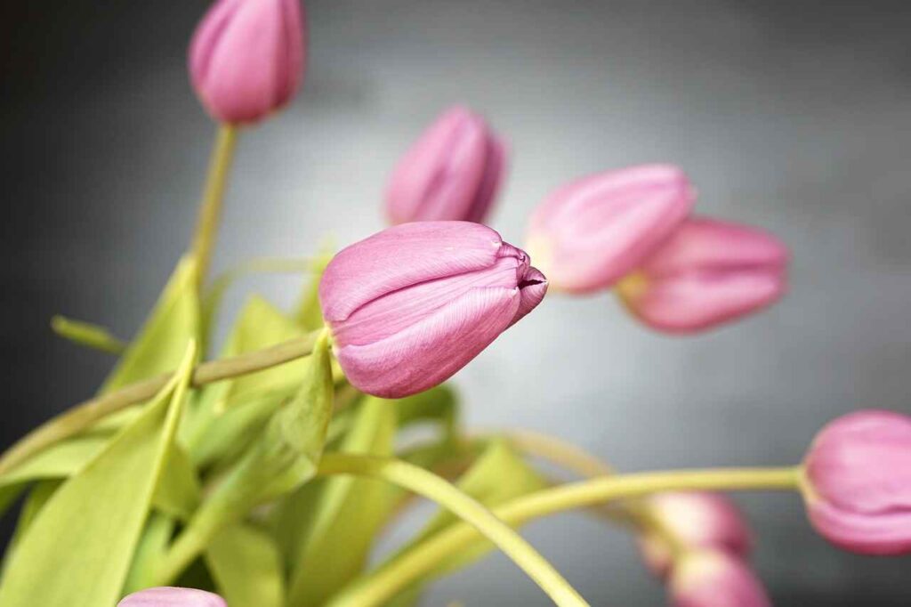 how long do tulips bloom