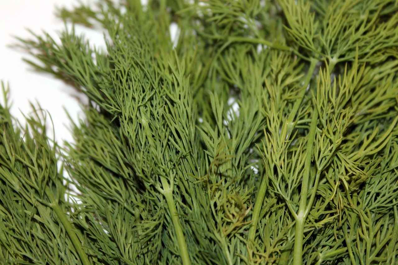 How to Prune Dill