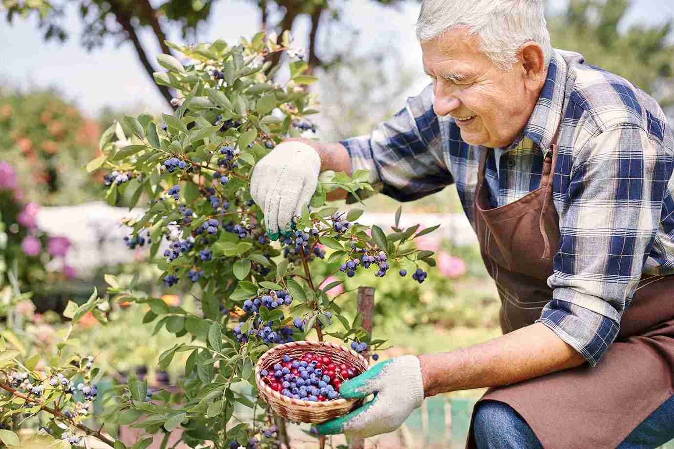 Blueberry Companion Plants