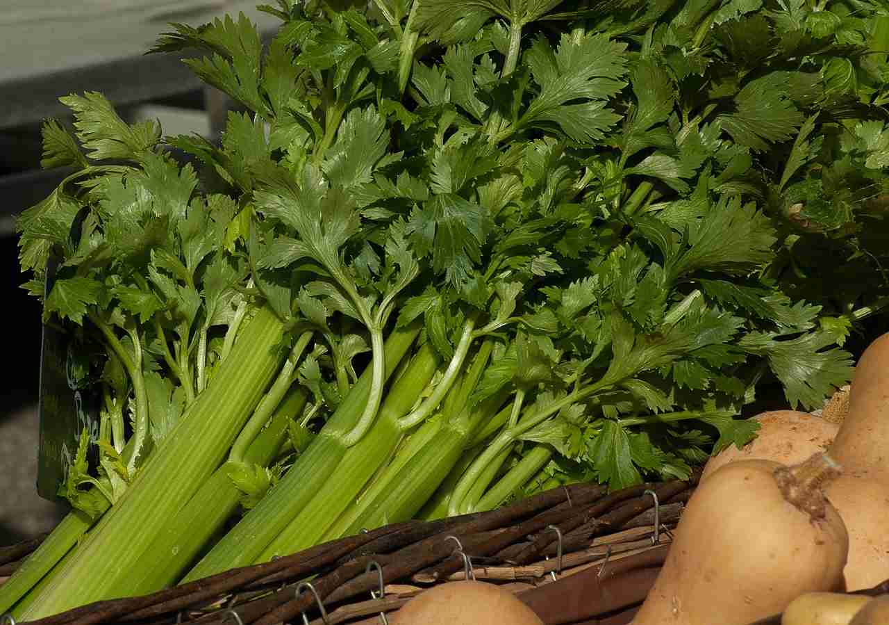 How to Grow Celery