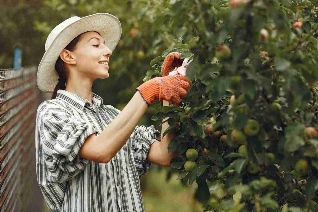 How to Prune Fruit Trees